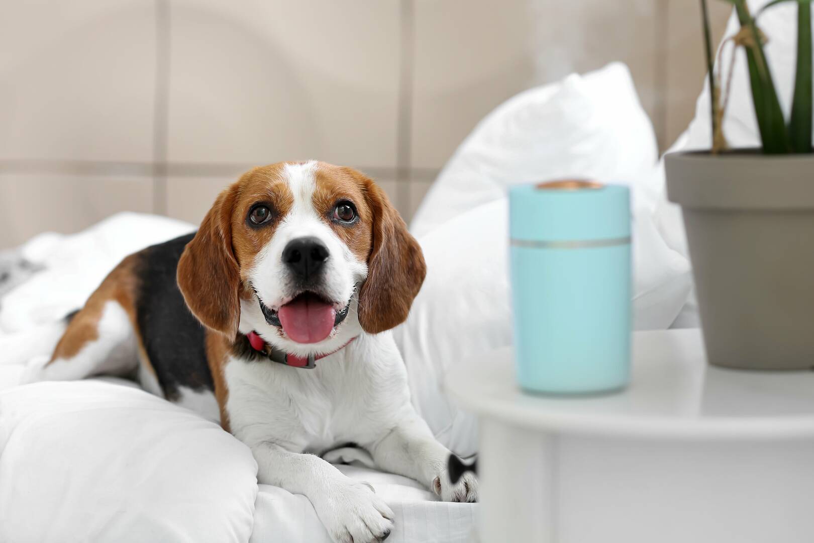 Pooch Perks