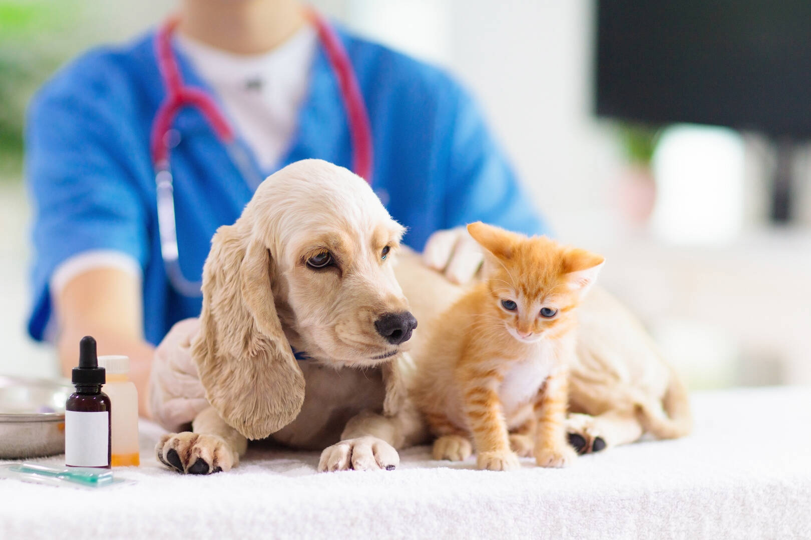 Noah's Brandywine Animal Hospital