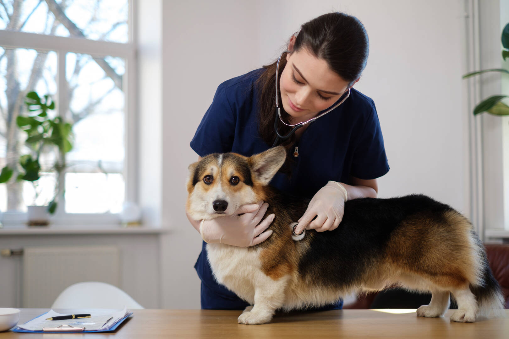 Loop 494 Animal Hospital
